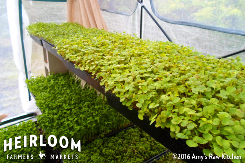 sun flower sprouts and microgreens heirloom farmers markets wic farmers markets